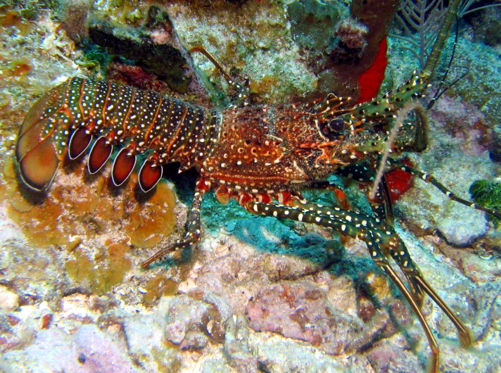 Spotted Spiny Lobster - Panulirus guttatus