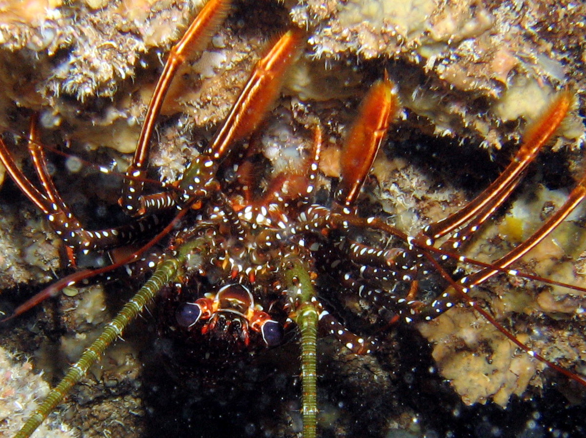 Spotted Spiny Lobster - Panulirus guttatus