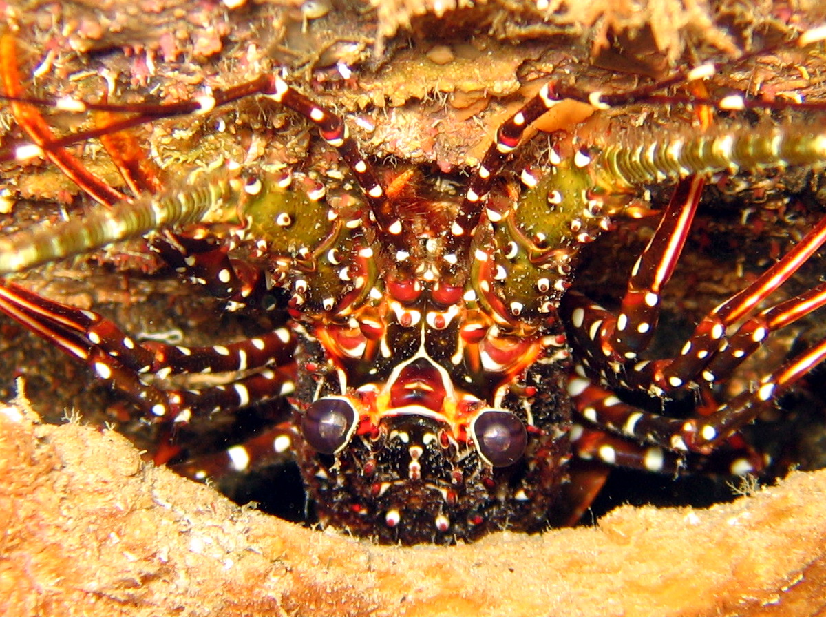 Spotted Spiny Lobster - Panulirus guttatus