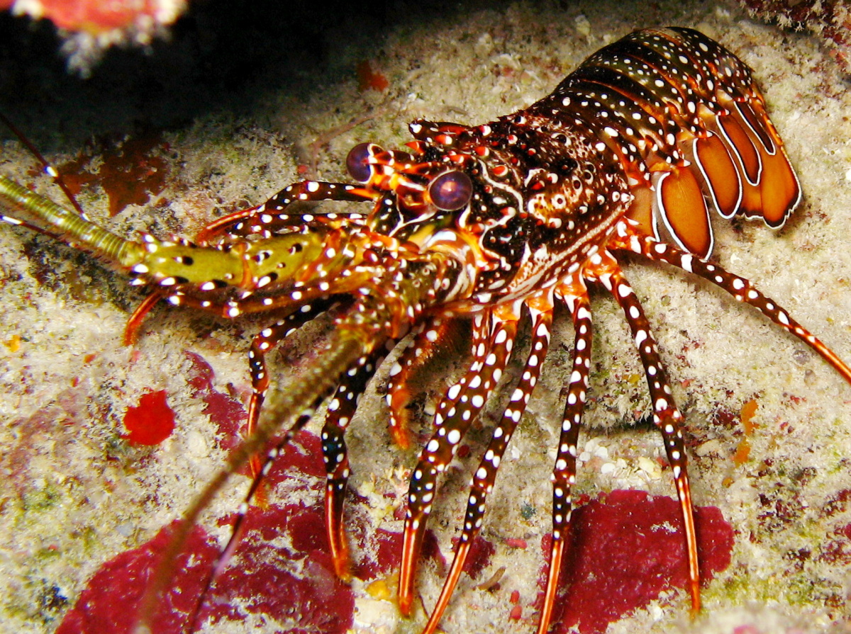 Spotted Spiny Lobster - Panulirus guttatus