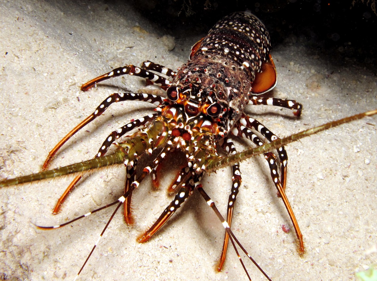 Spotted Spiny Lobster - Panulirus guttatus