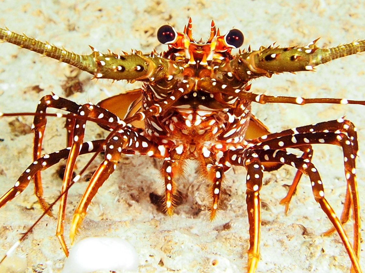 Spotted Spiny Lobster - Panulirus guttatus