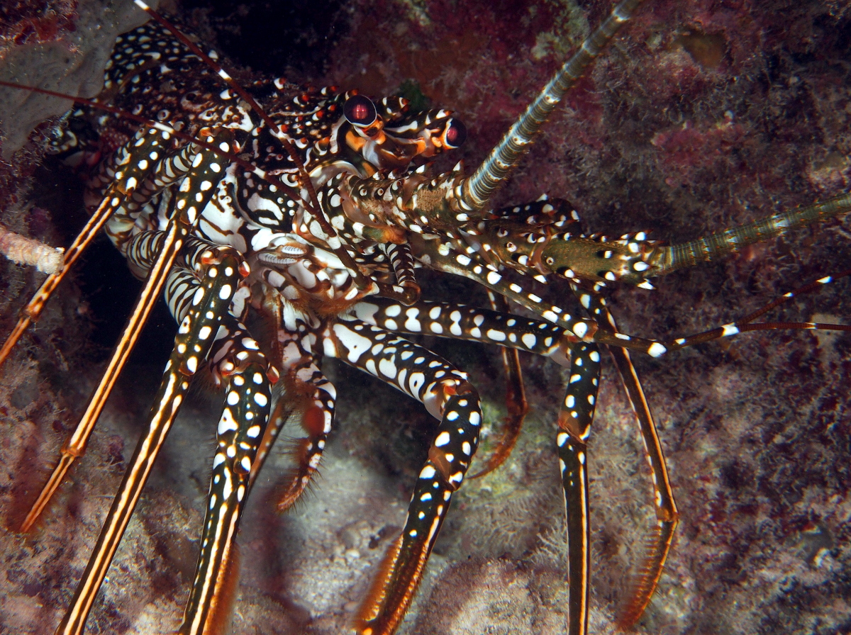 Spotted Spiny Lobster - Panulirus guttatus