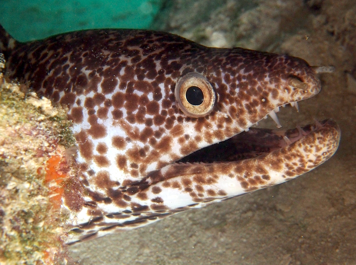 Spotted Moray Eel - Gymnothorax moringa