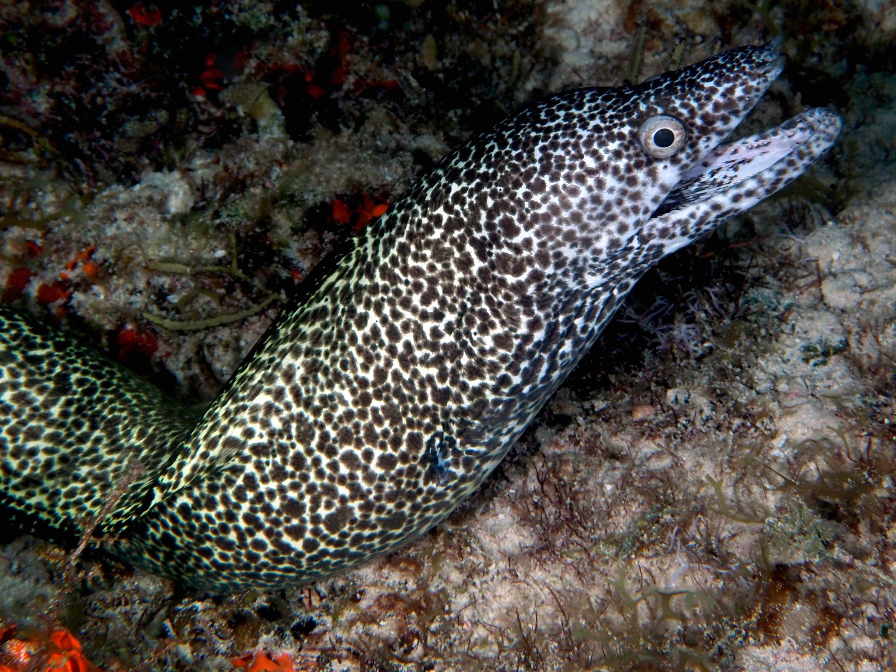 Spotted Moray Eel - Gymnothorax moringa