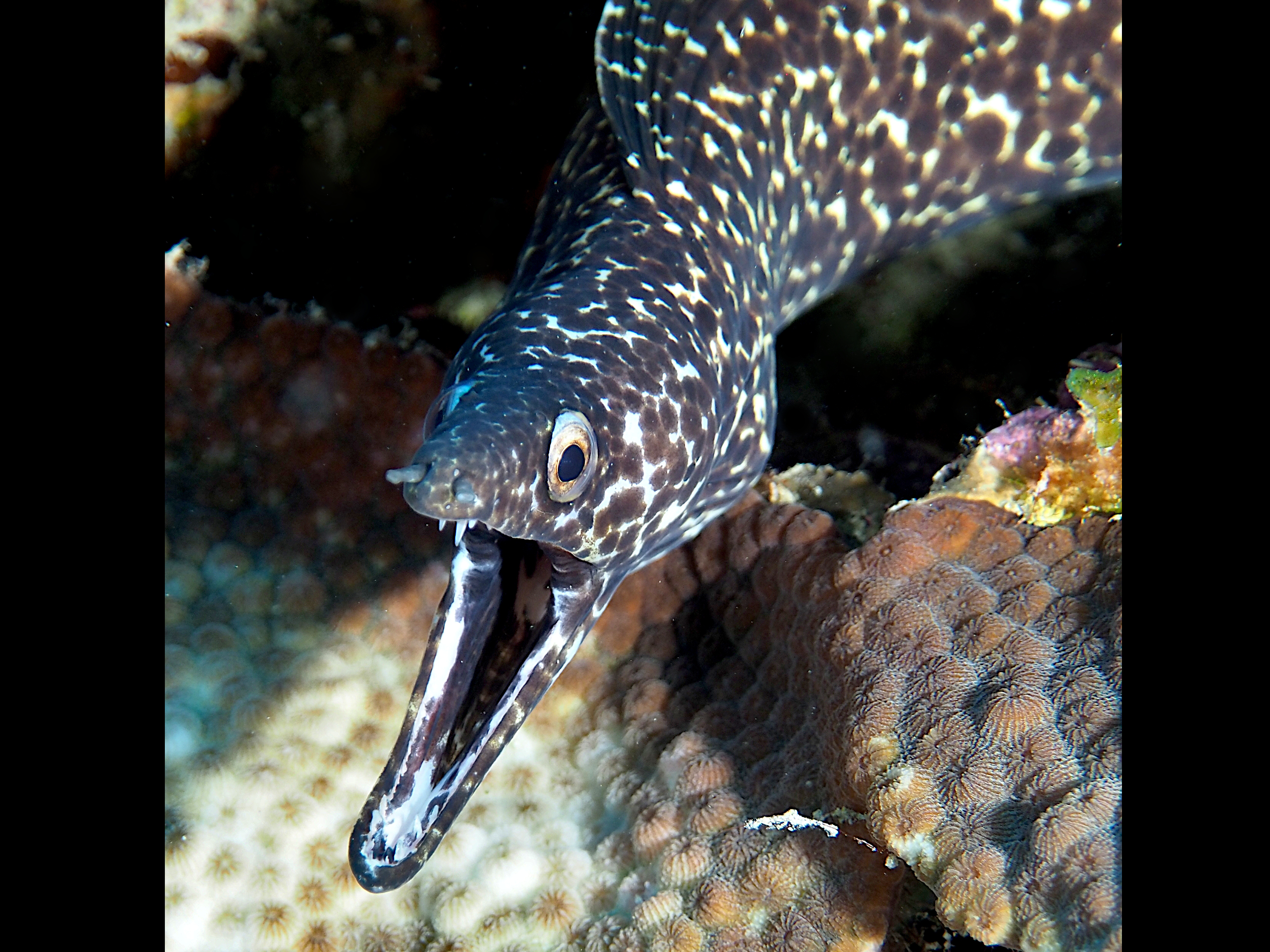 Spotted Moray Eel - Gymnothorax moringa