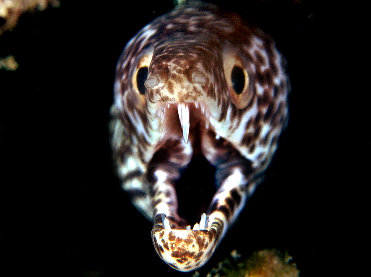 Spotted Moray Eel - Gymnothorax moringa