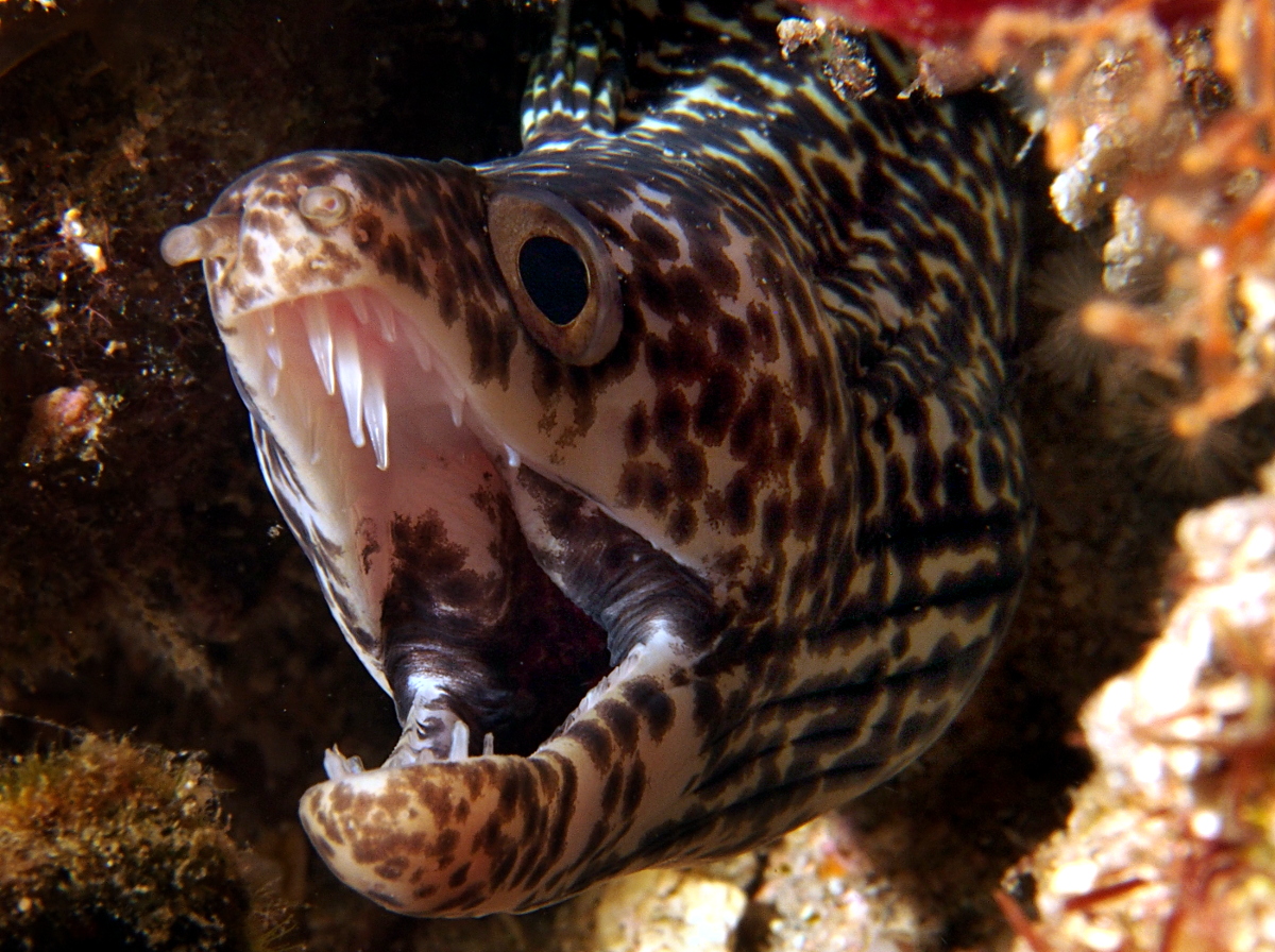 Spotted Moray Eel - Gymnothorax moringa