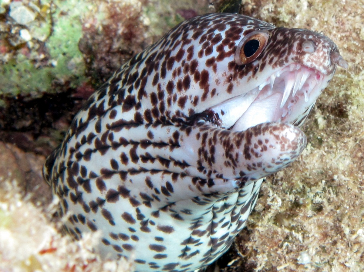 Spotted Moray Eel - Gymnothorax moringa