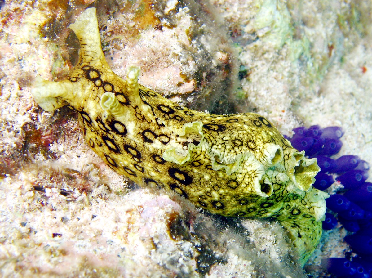 Spotted Sea Hare - Aplysia dactylomela