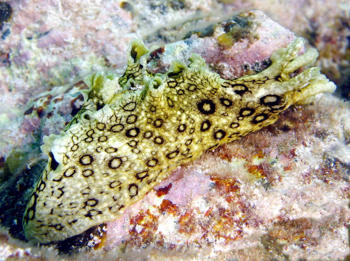 Spotted Sea Hare - Aplysia dactylomela