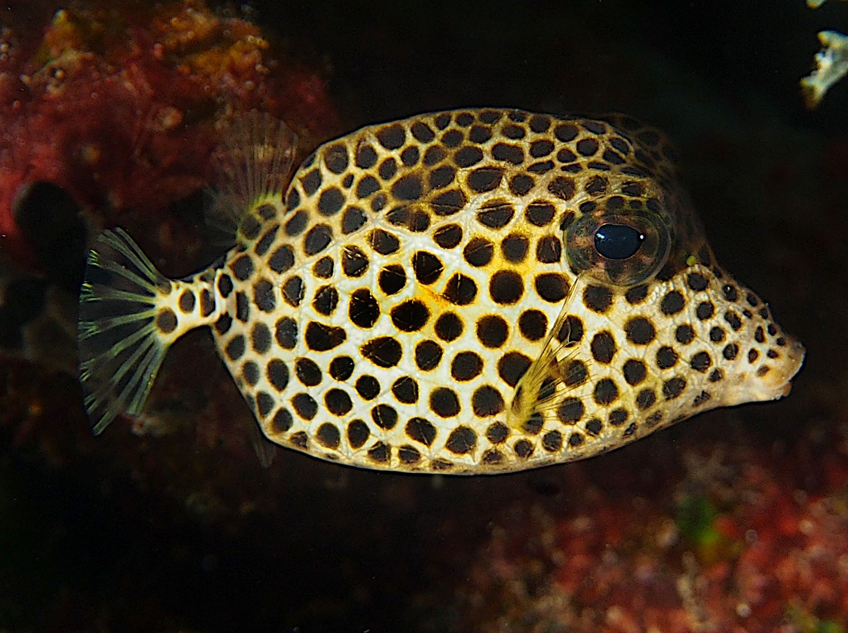 Spotted Trunkfish - Lactophrys bicaudalis