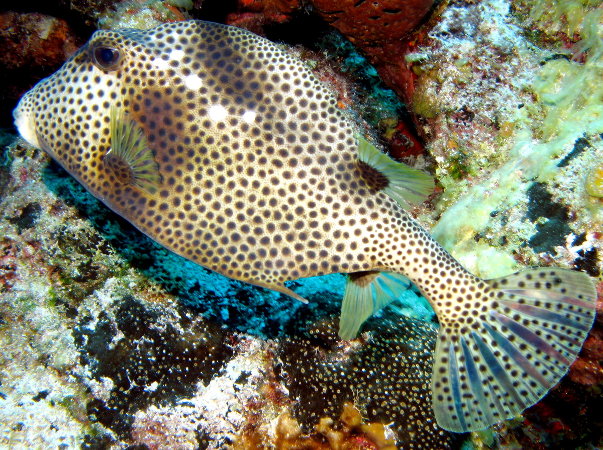 Spotted Trunkfish - Lactophrys bicaudalis