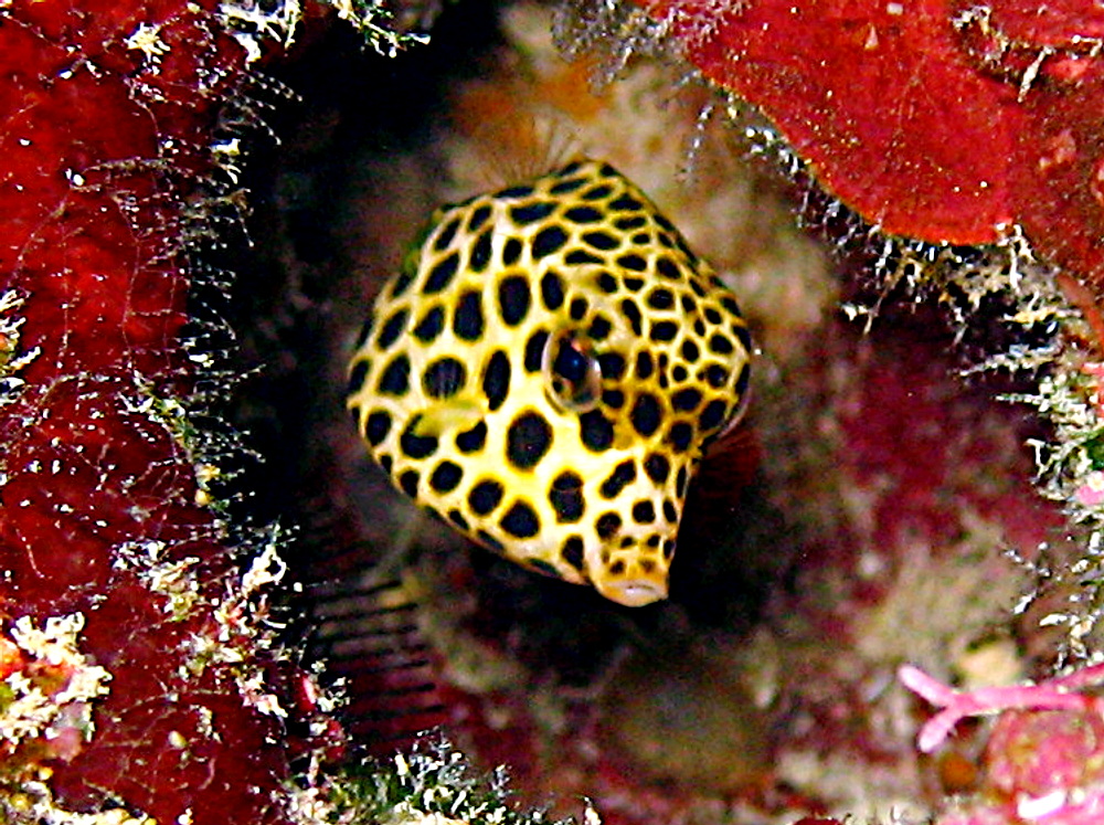 Spotted Trunkfish - Lactophrys bicaudalis