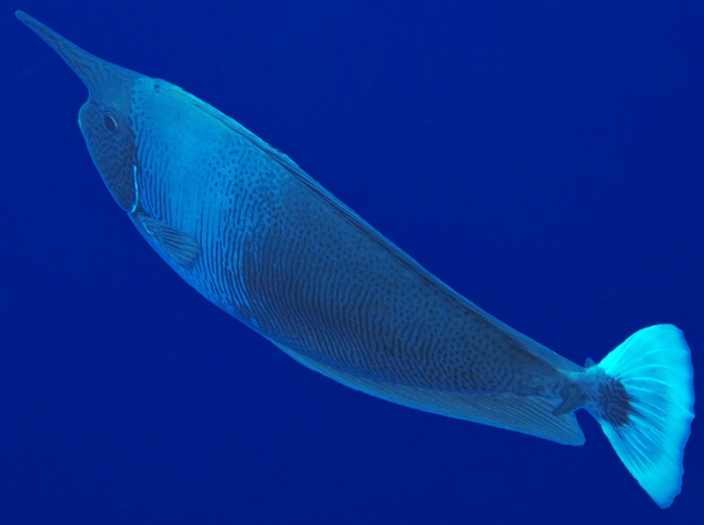 Paletail Unicornfish - Naso brevirostris