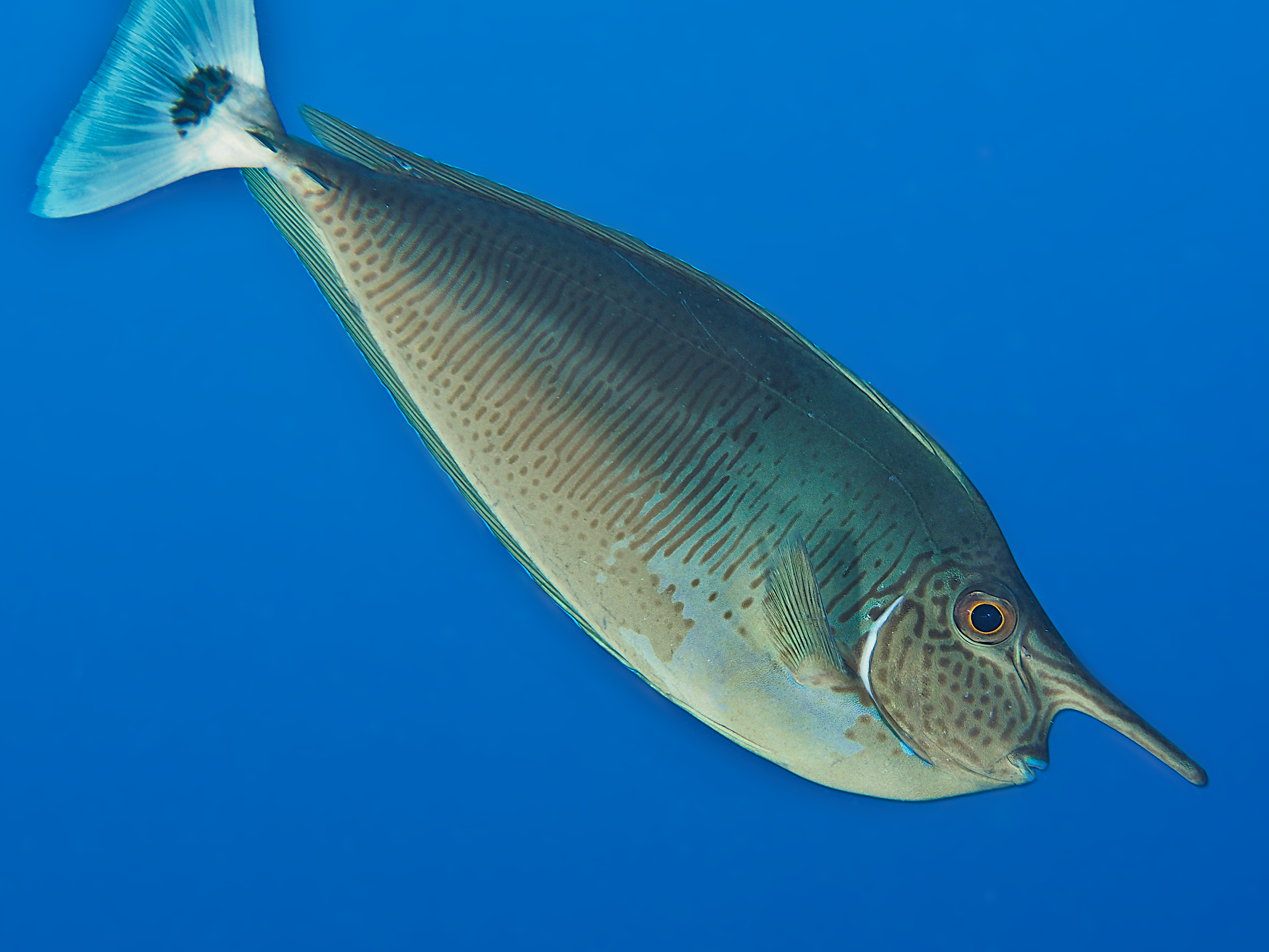 Paletail Unicornfish - Naso brevirostris