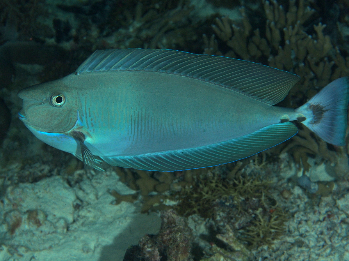 Paletail Unicornfish - Naso brevirostris