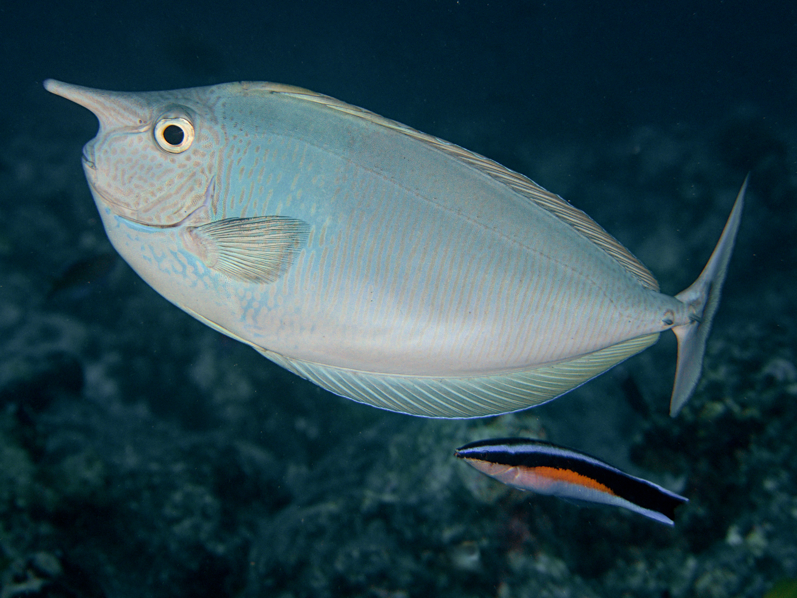 Paletail Unicornfish - Naso brevirostris