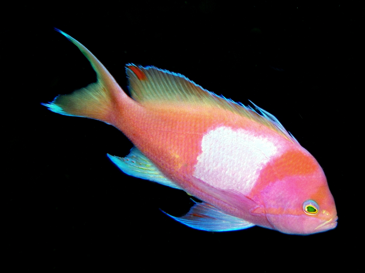 Squarespot Anthias - Pseudanthias pleurotaenia