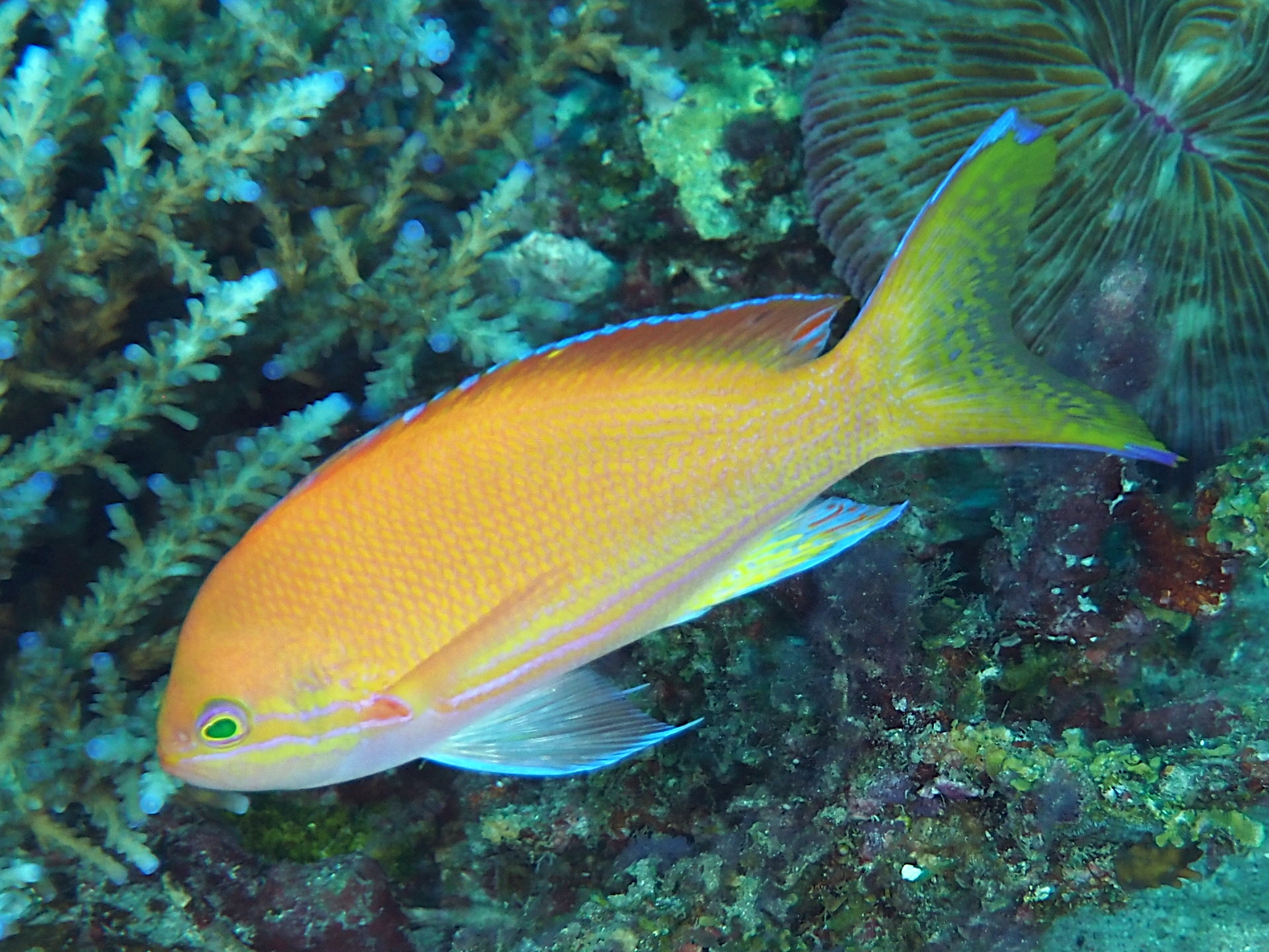 Squarespot Anthias - Pseudanthias pleurotaenia