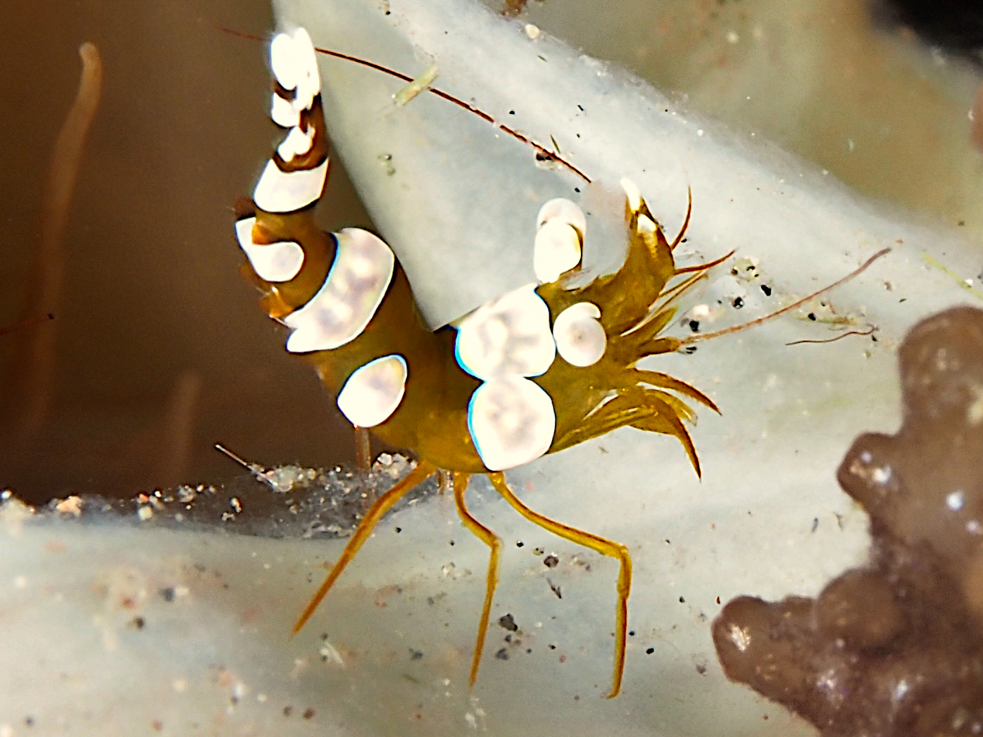 Squat Anemone Shrimp - Thor amboinensis