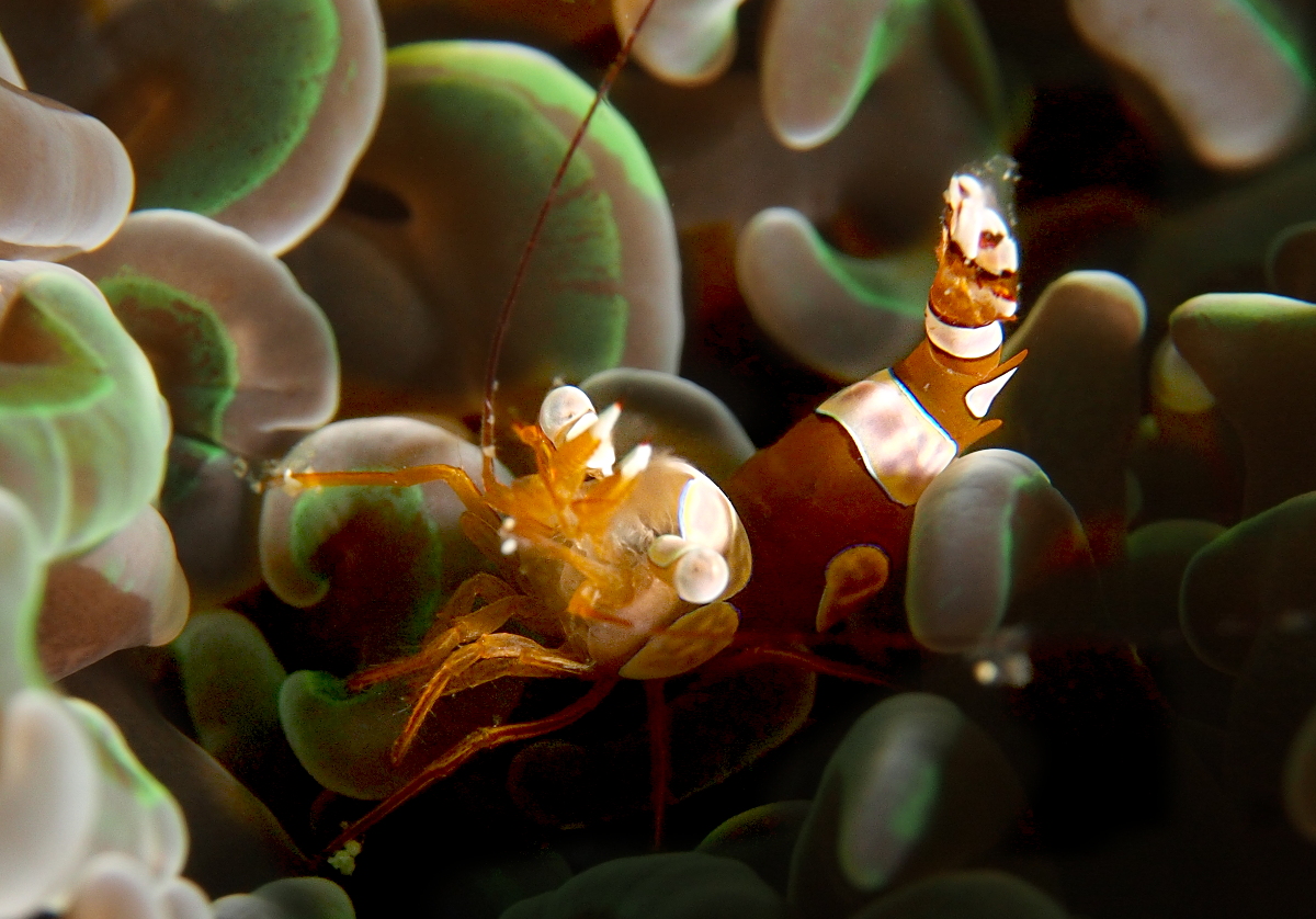 Squat Anemone Shrimp - Thor amboinensis