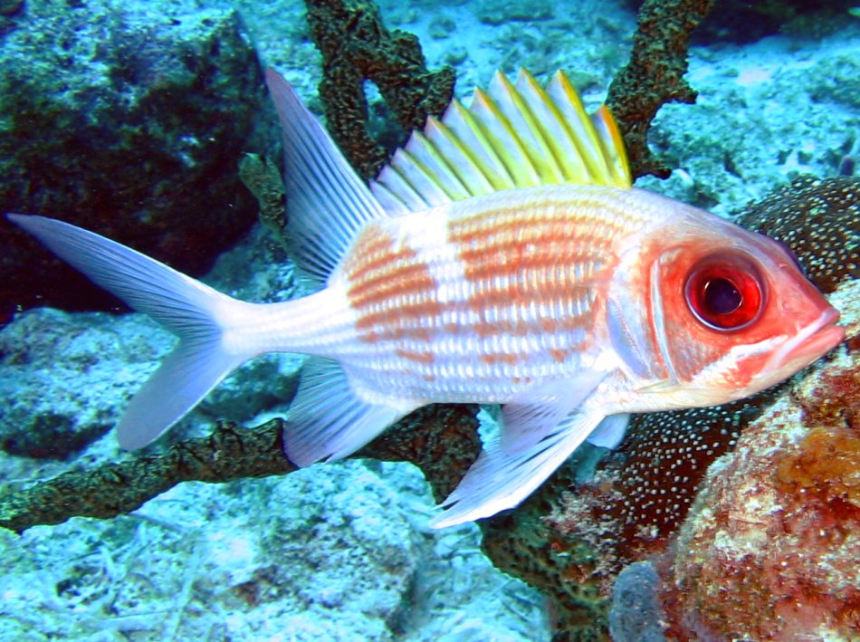 Squirrelfish - Holocentrus adscensionis