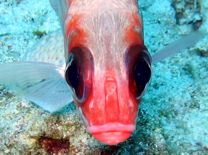 Squirrelfish - Holocentrus adscensionis