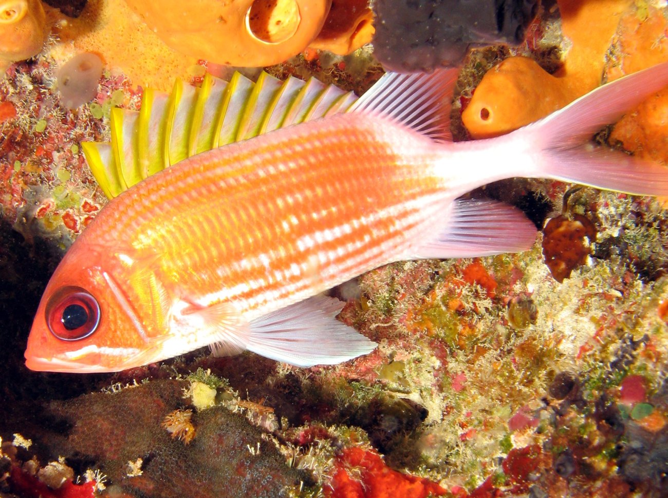 Squirrelfish - Holocentrus adscensionis