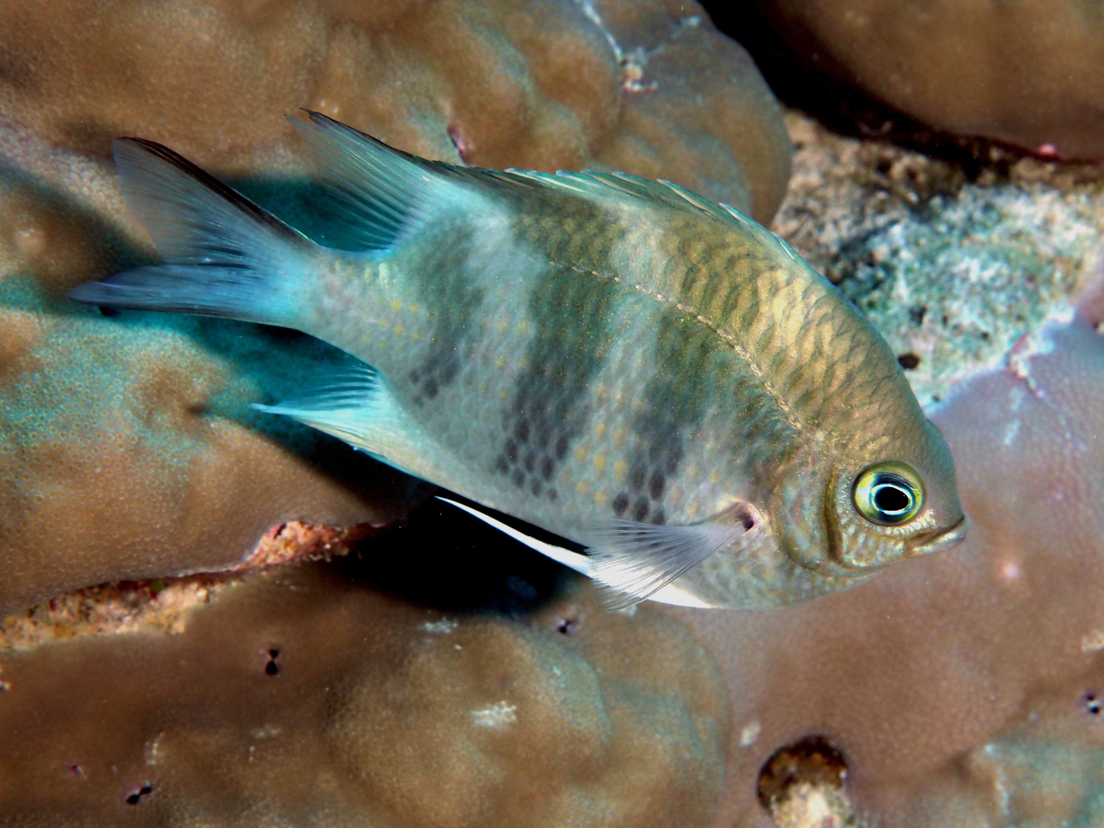 Staghorn Damsel - Amblyglyphidodon curacao