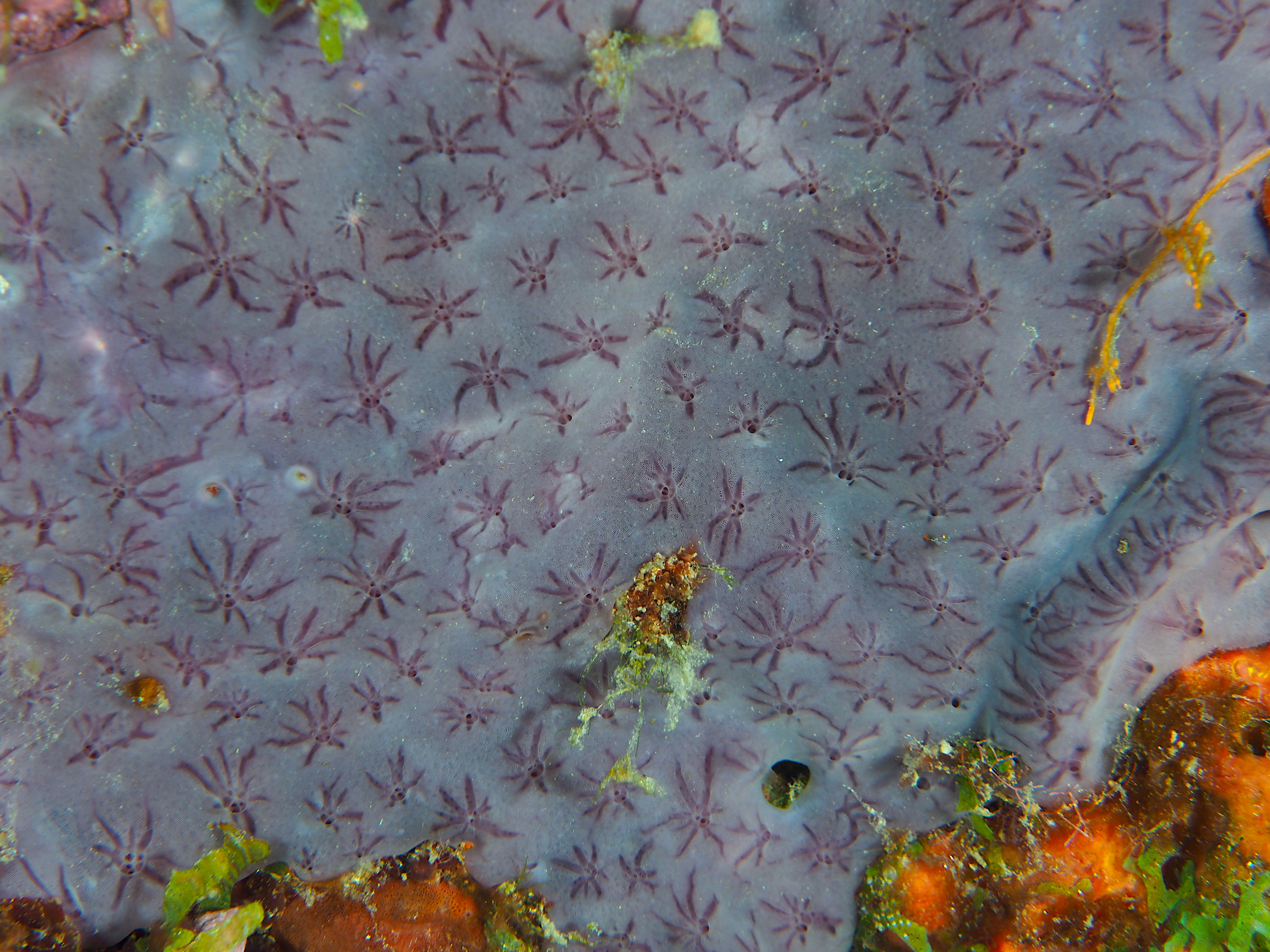 Star Encrusting Sponge - Halisarca caerulea