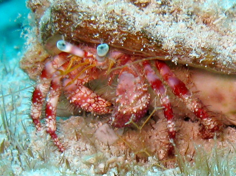 Stareye Hermit Crab - Dardanus venosus