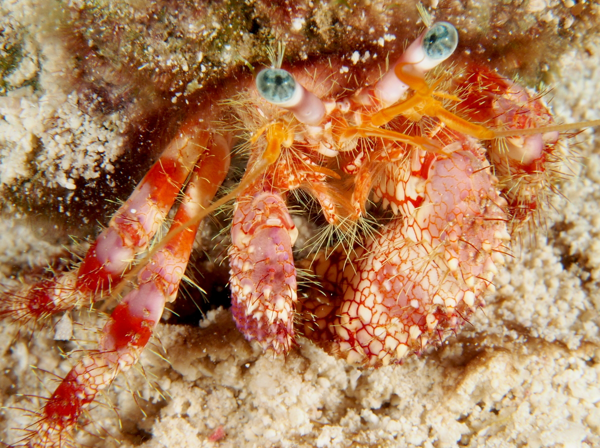 Stareye Hermit Crab - Dardanus venosus