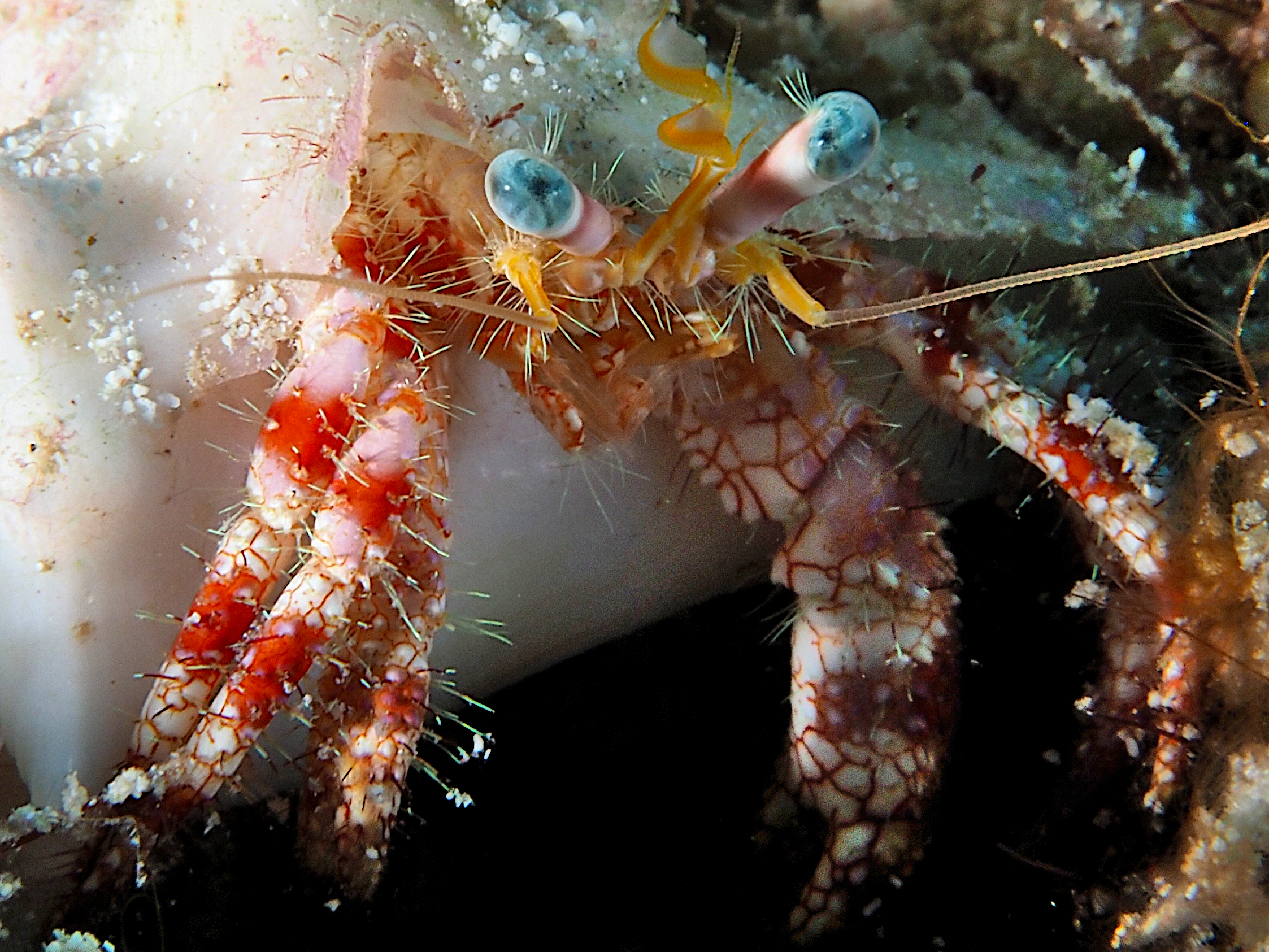 Stareye Hermit Crab - Dardanus venosus