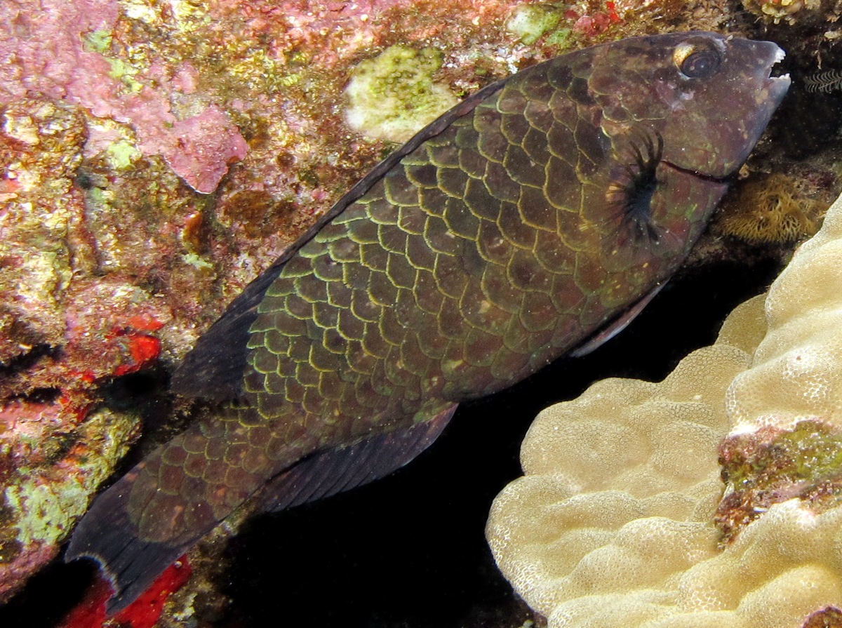 Stareye Parrotfish - Calotomus carolinus - Lanai, Hawaii