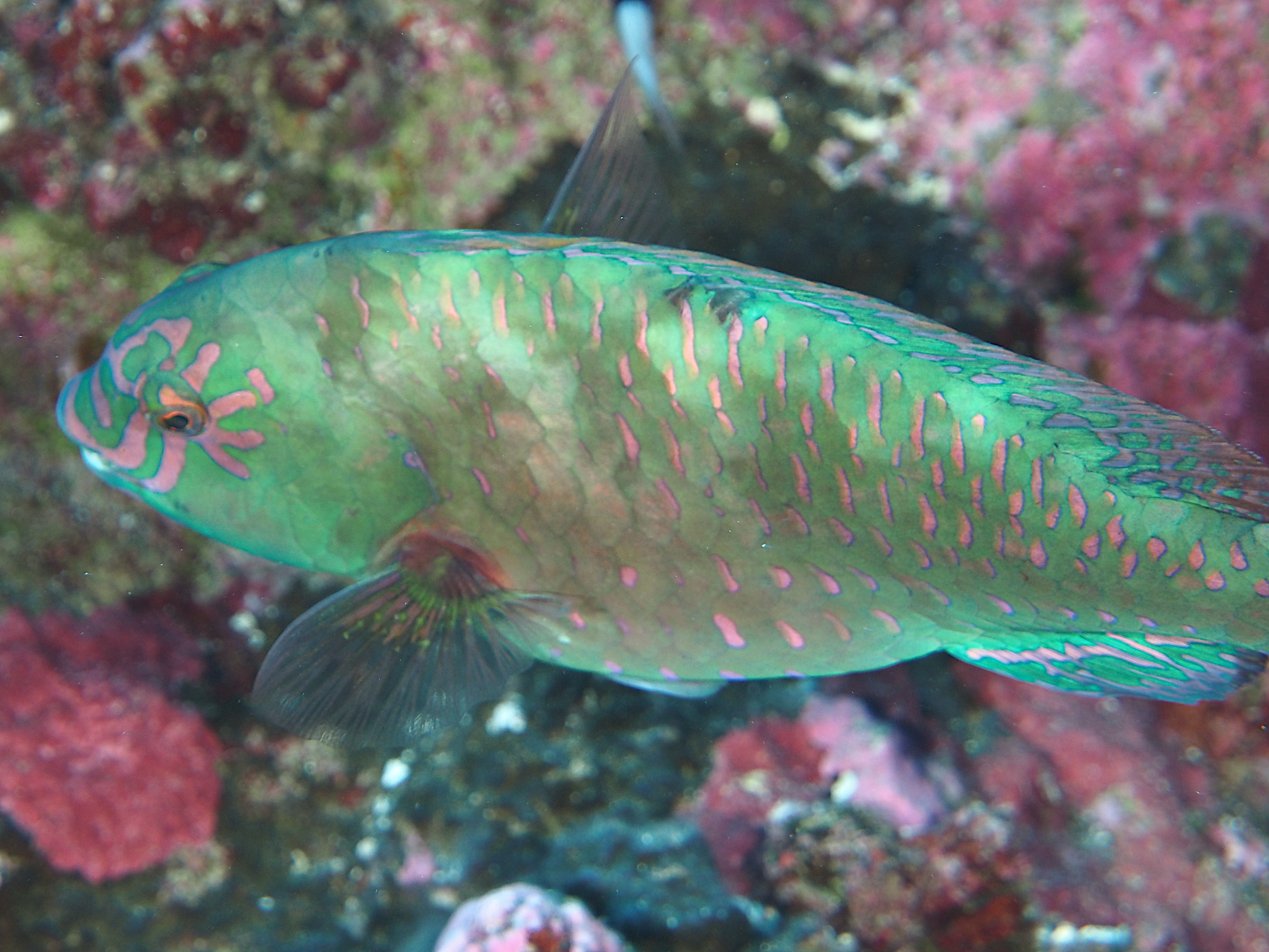 Stareye Parrotfish - Calotomus carolinus