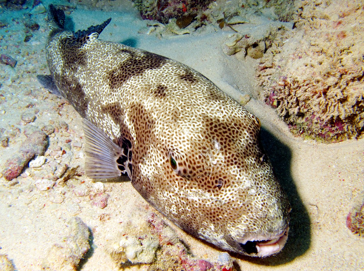 Star Puffer - Arothron stellatus