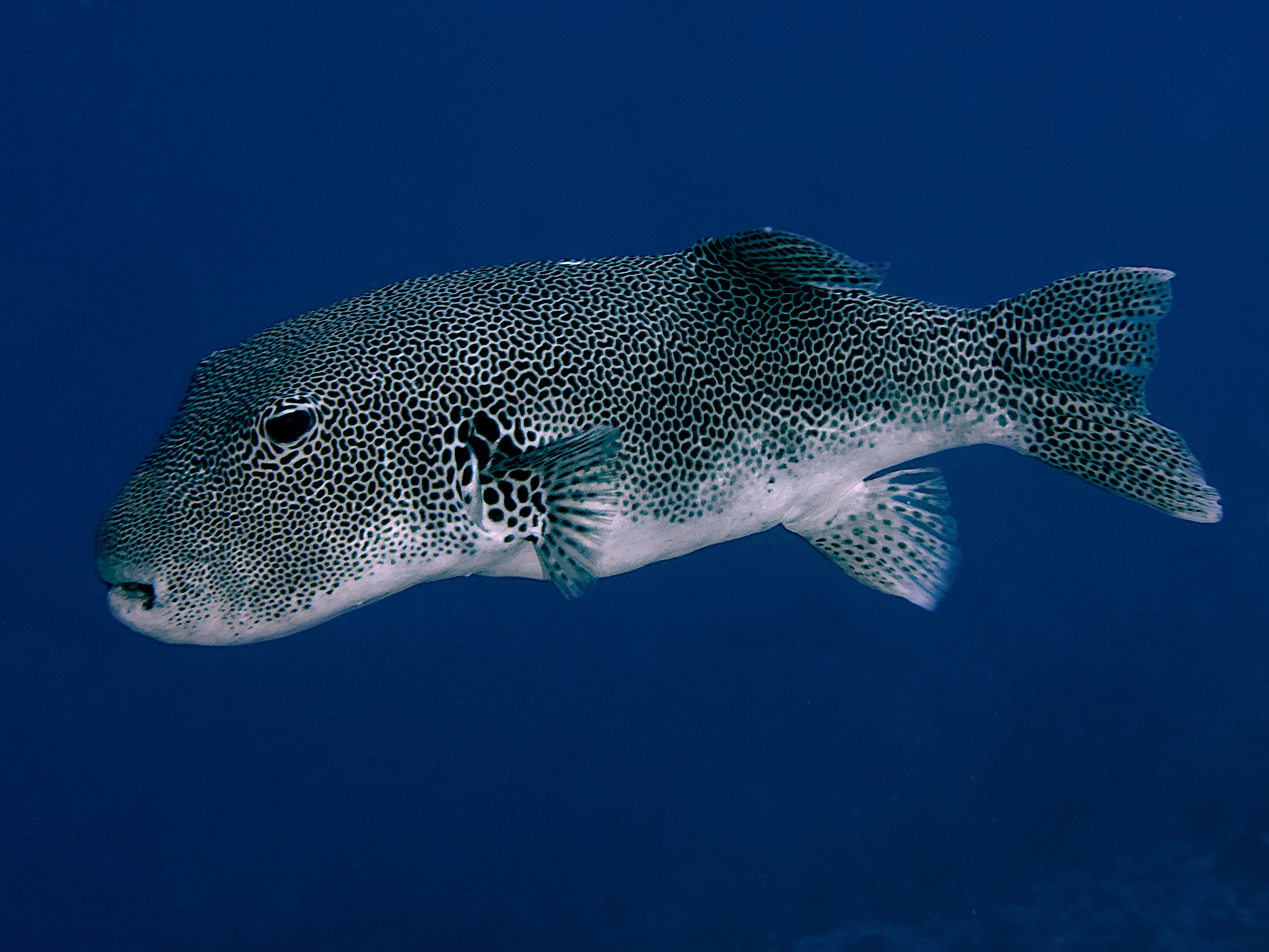 Star Puffer - Arothron stellatus