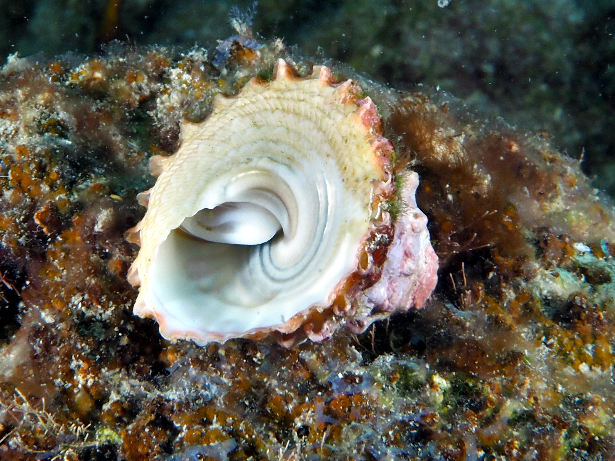 West Indian Starsnail - Lithopoma tectum