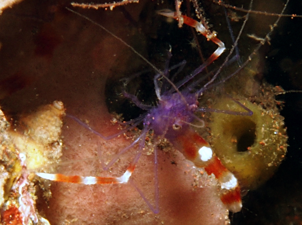 Blue Boxer Shrimp - Stenopus tenuirostris - Bali, Indonesia