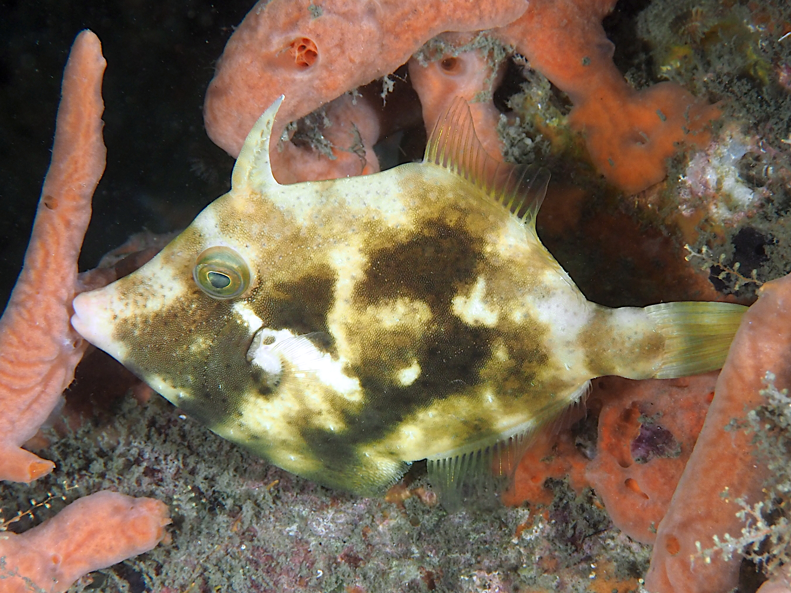 Planehead Filefish - Stephanolepis hispida