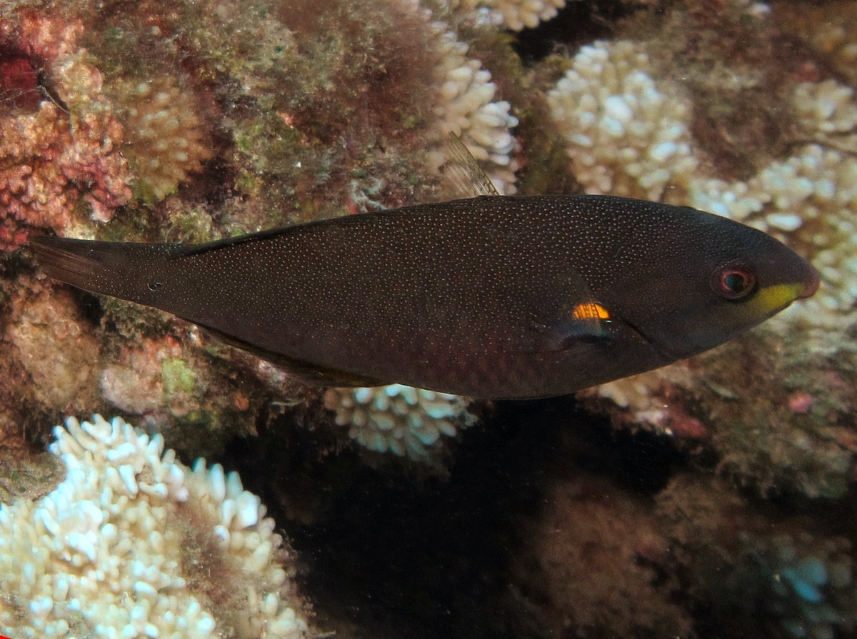 Belted Wrasse - Stethojulis balteata - Maui, Hawaii