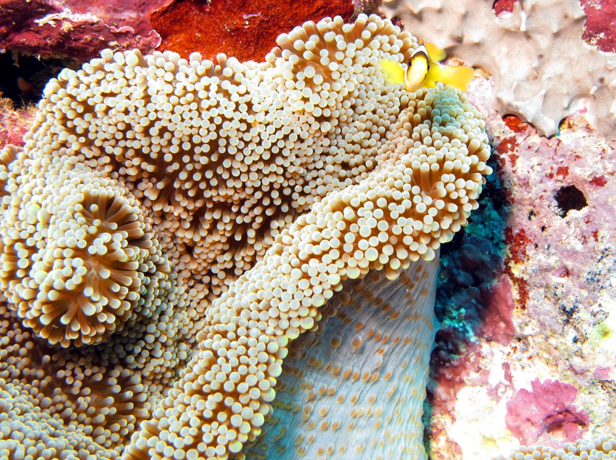 Merten's Sea Anemone - Stichodactyla mertensii - Yap, Micronesia
