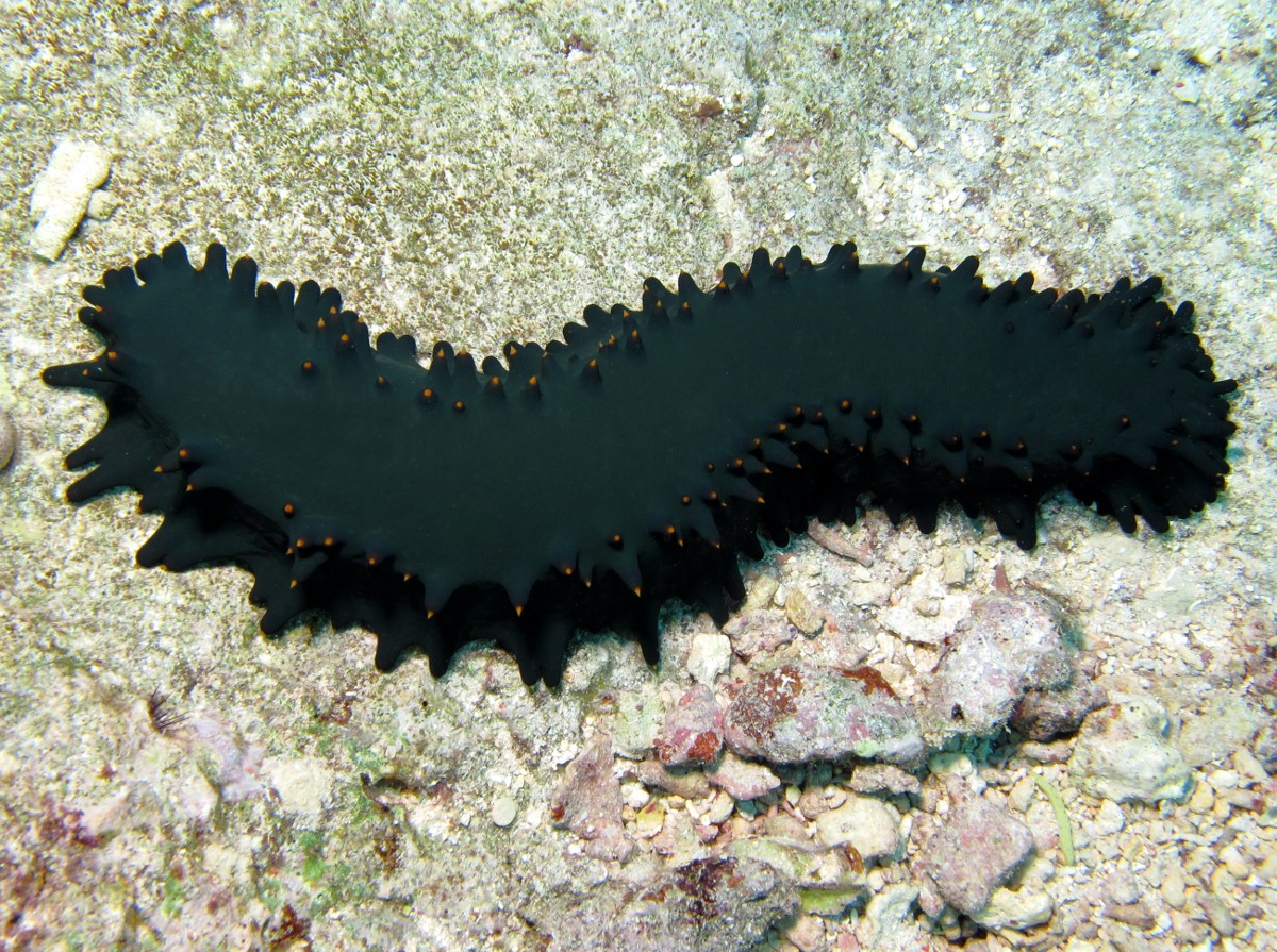 Greenfish Sea Cucumber - Stichopus chloronotus
