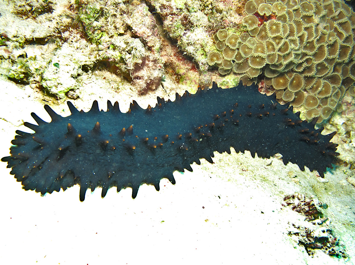 Greenfish Sea Cucumber - Stichopus chloronotus