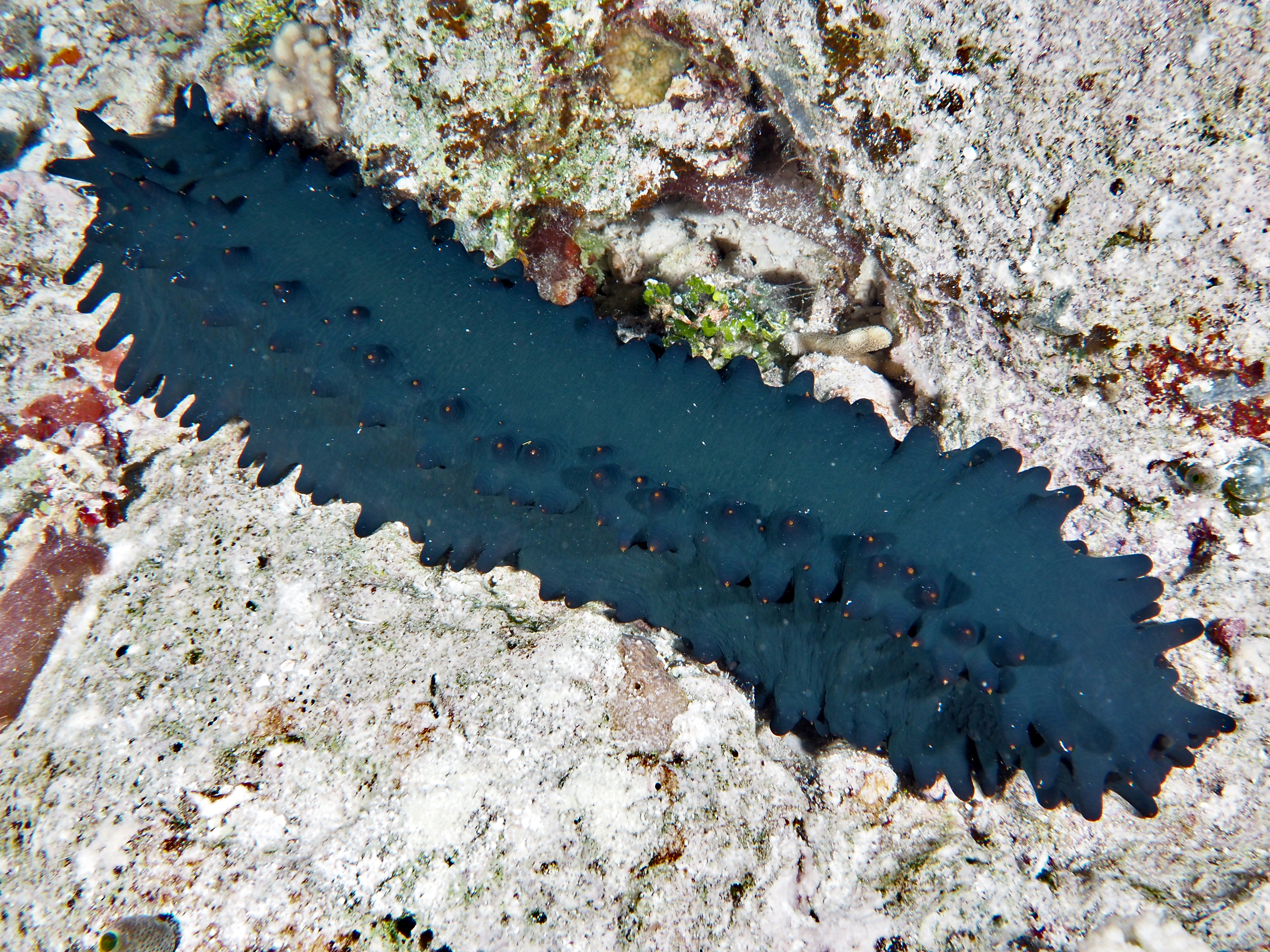 Greenfish Sea Cucumber - Stichopus chloronotus