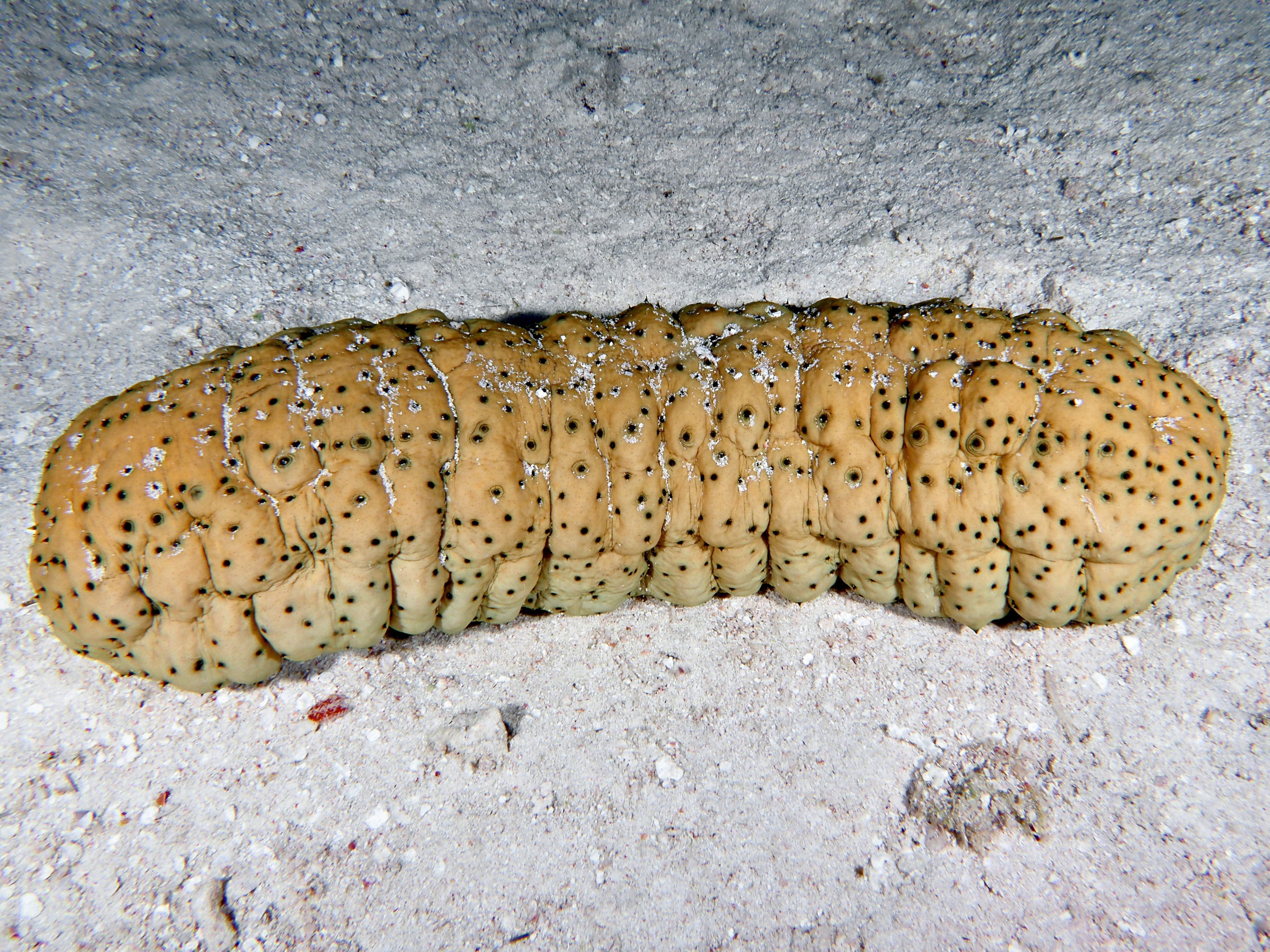 Curryfish Sea Cucumber - Stichopus herrmanni - Great Barrier Reef, Australia