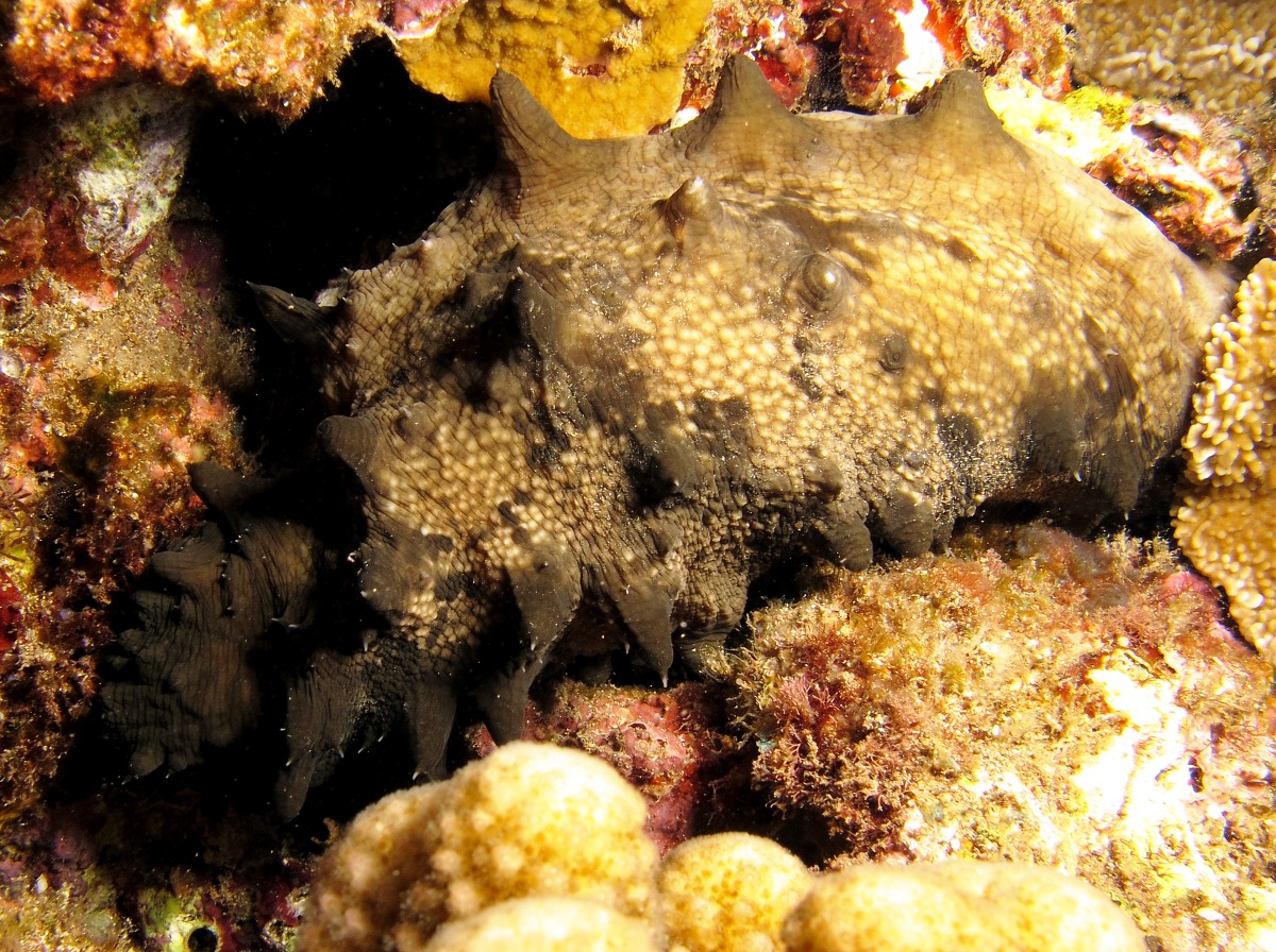 Dragonfish Sea Cucumber - Stichopus horrens