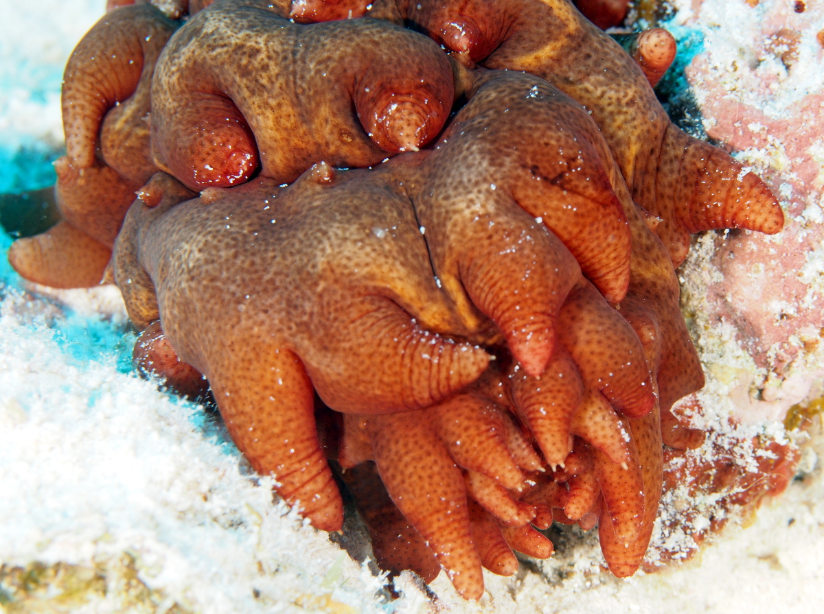 Hawaiian Spiky Sea Cucumber - Stichopus aff. pseudohorrens