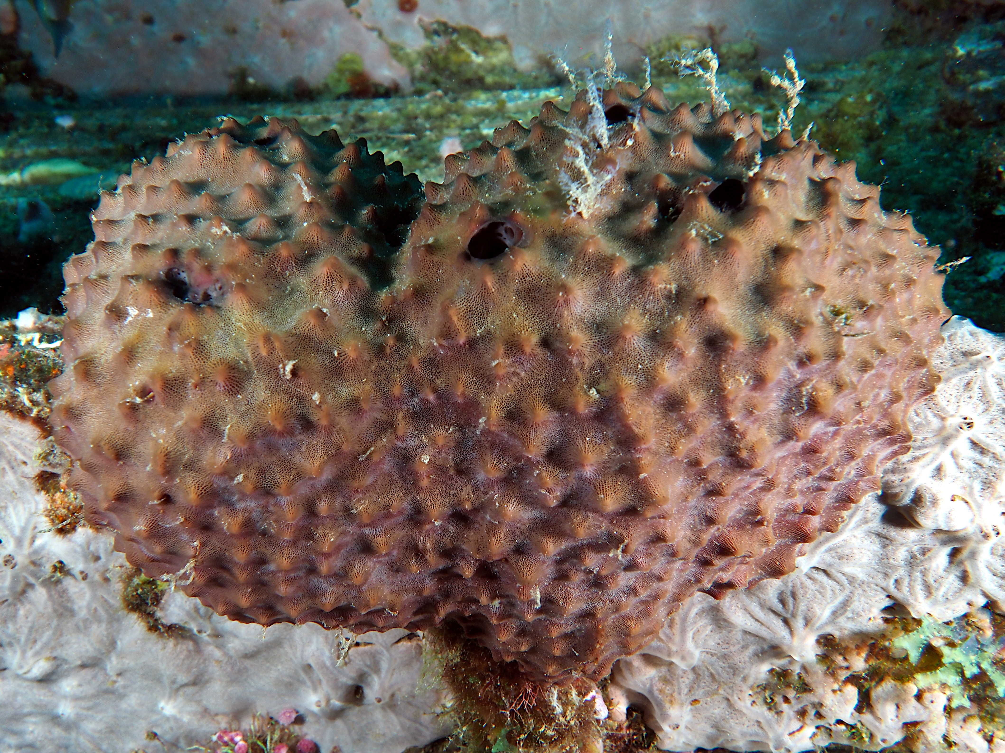 Stinker Sponge - Ircinia felix